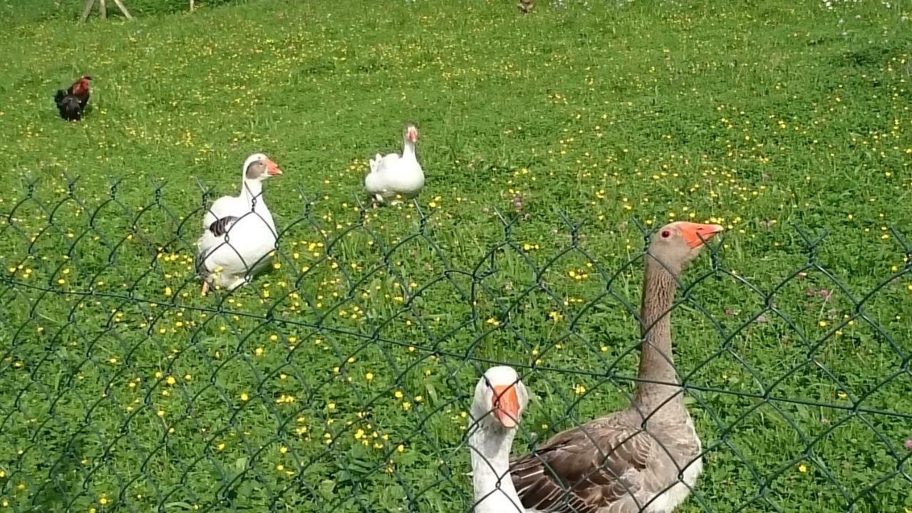 Ferme Familiale Chez Lili Villa Alex Eksteriør bilde